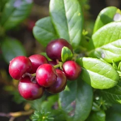 Vaccinium Vitis-Idaea Balsgård Sussi*Omnia Garden