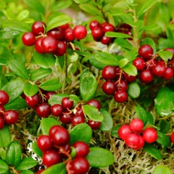 Vaccinium Vitis-Idaea Balsgård Sussi*Omnia Garden