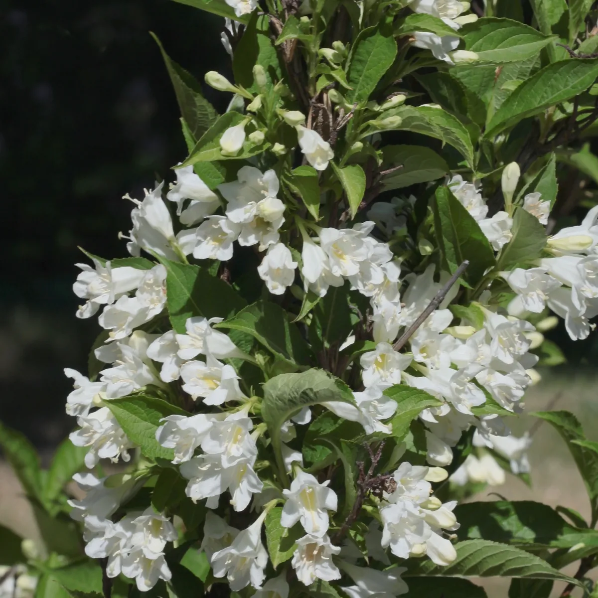 Vit*Omnia Garden Hot