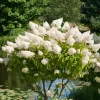 Vit Hortensia - Uppstammad Syrenhortensia, 80-100 cm*Omnia Garden Online