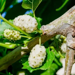 Vitt Mullbär Morus Alba Visborg*Omnia Garden