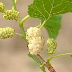 Vitt Mullbär Morus Alba Visborg*Omnia Garden