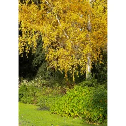 Vårtbjörk, Alléträd 300-400 cm för Trädgård & Utemiljö*Omnia Garden Clearance