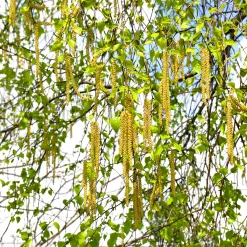 Vårtbjörk, Alléträd 300-400 cm för Trädgård & Utemiljö*Omnia Garden Clearance