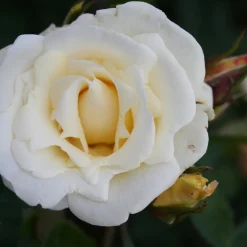 White Nights*Omnia Garden
