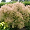 Young Lady*Omnia Garden Discount
