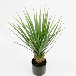 Yucca*Mr Plant New